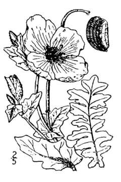 Image of Yellow Horned Poppy