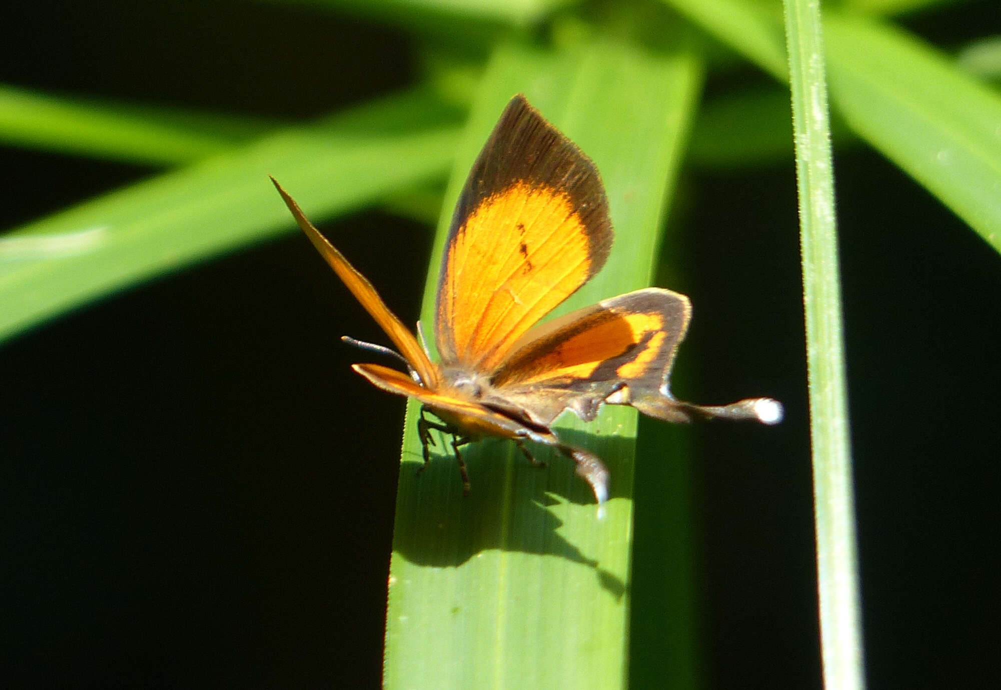 Image de Yasoda tripunctata (Hewitson 1863)