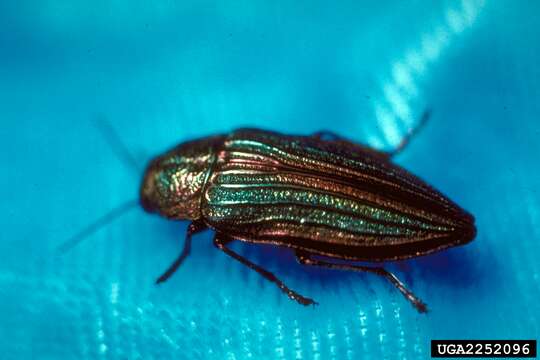 Image of Golden Buprestid