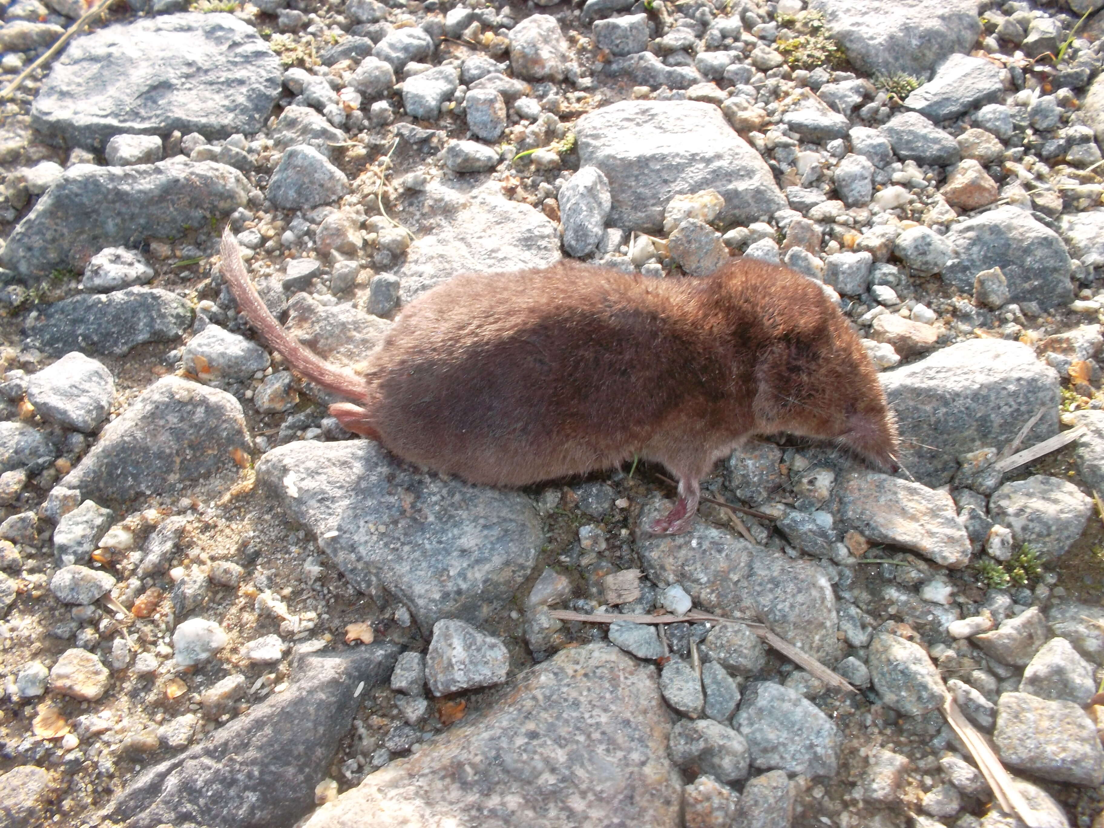 Image of Common Shrew