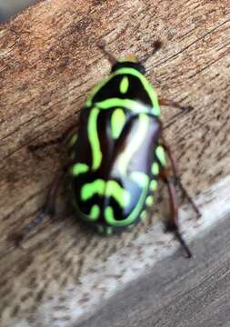 Image of Fiddler Beetle