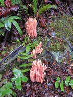 Ramaria samuelsii R. H. Petersen 1988的圖片