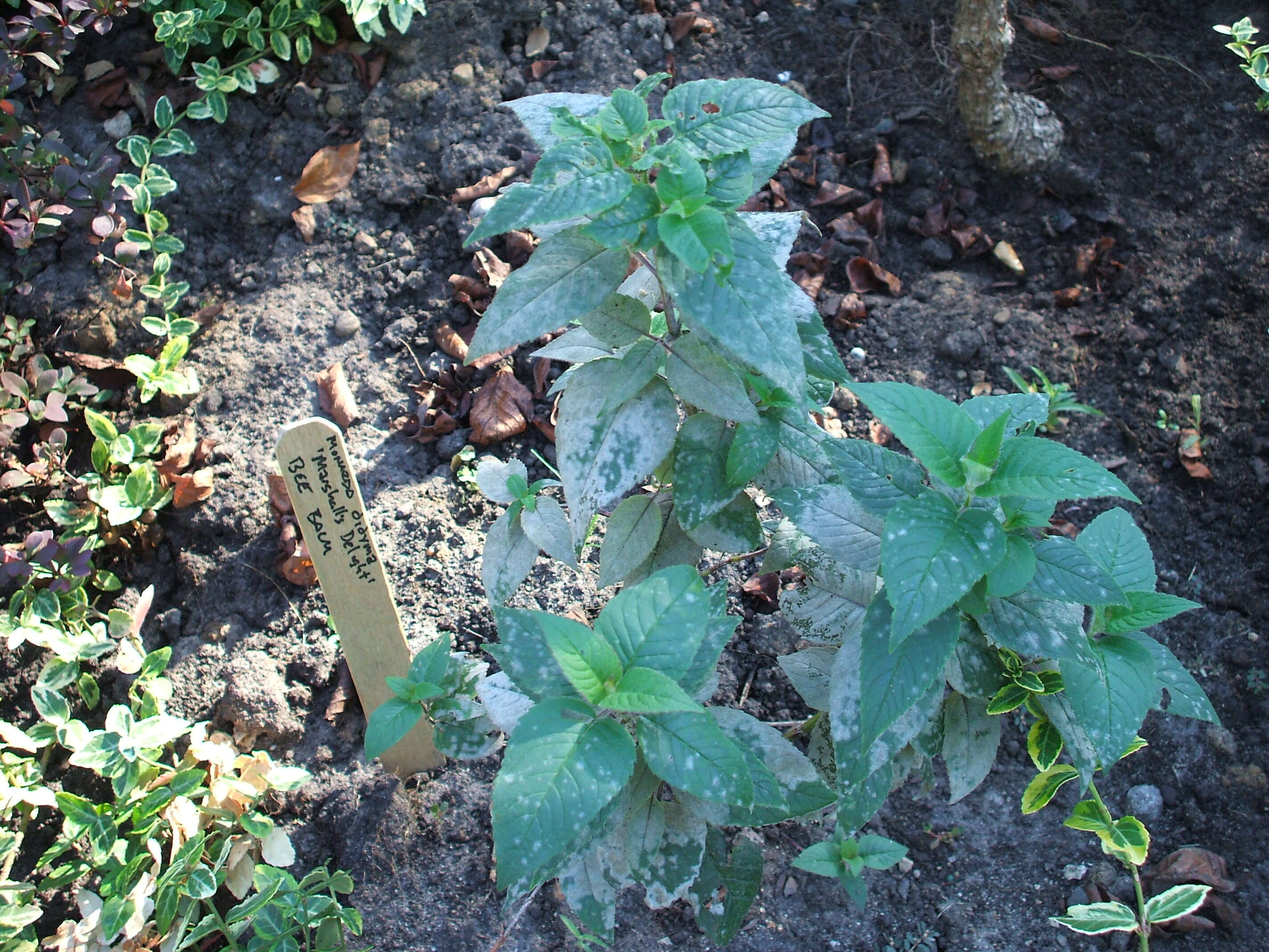 Image of scarlet beebalm