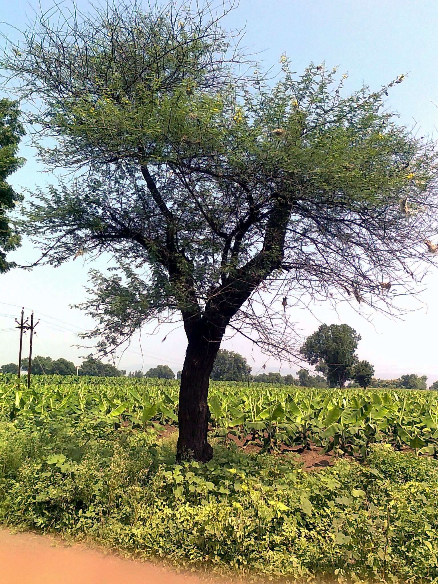 Plancia ëd Vachellia nilotica