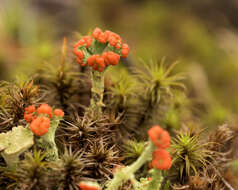 Слика од Cladonia cristatella Tuck.