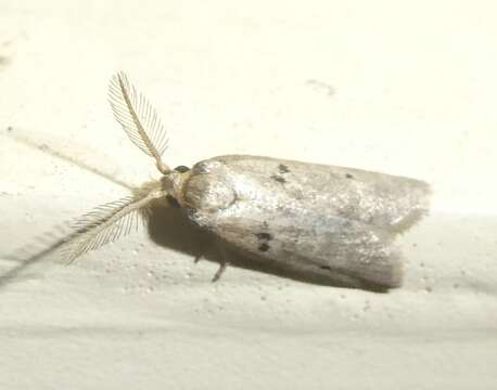 Image of Coprosma shoot borer moth