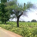 Image of Vachellia nilotica