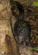 Image of Andean porcupine