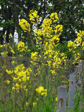 Plancia ëd Brassica oleracea var. oleracea