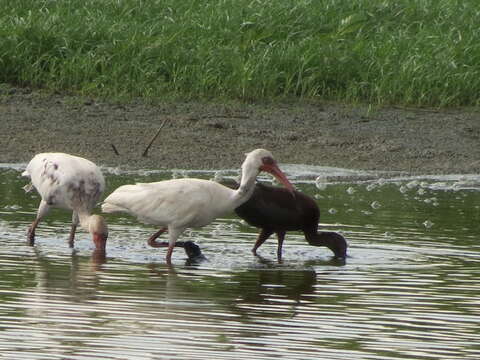 Image of American White and Scarlet Ibises