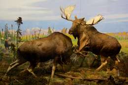 Image of Alaska moose