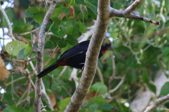 صورة Melopyrrha violacea (Linnaeus 1758)