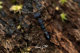 Image of Rhytidoponera chalybaea Emery 1901