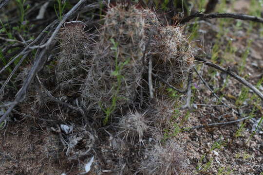 Image of Thornber's Fishhook Cactus