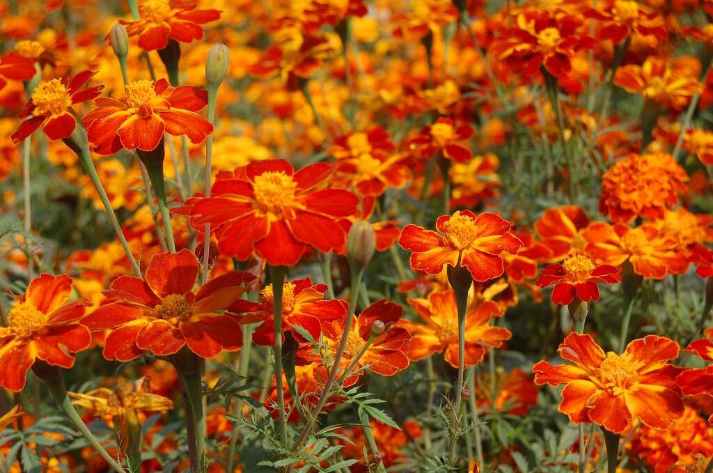 Tagetes erecta L. resmi