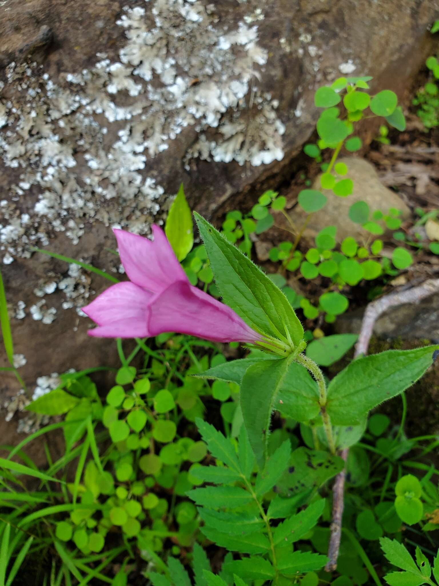 Imagem de Spigelia scabrella Benth.