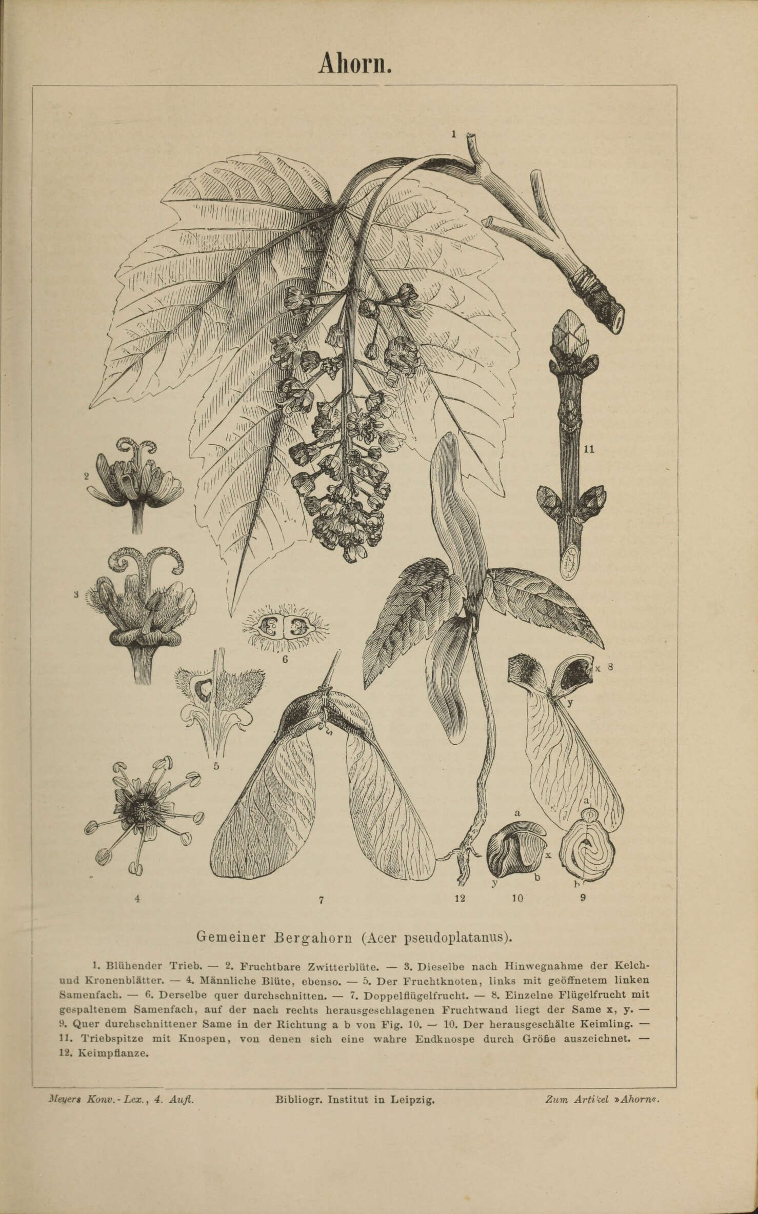 Imagem de Acer pseudoplatanus L.