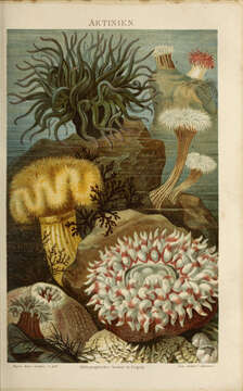 Image of sea anemones