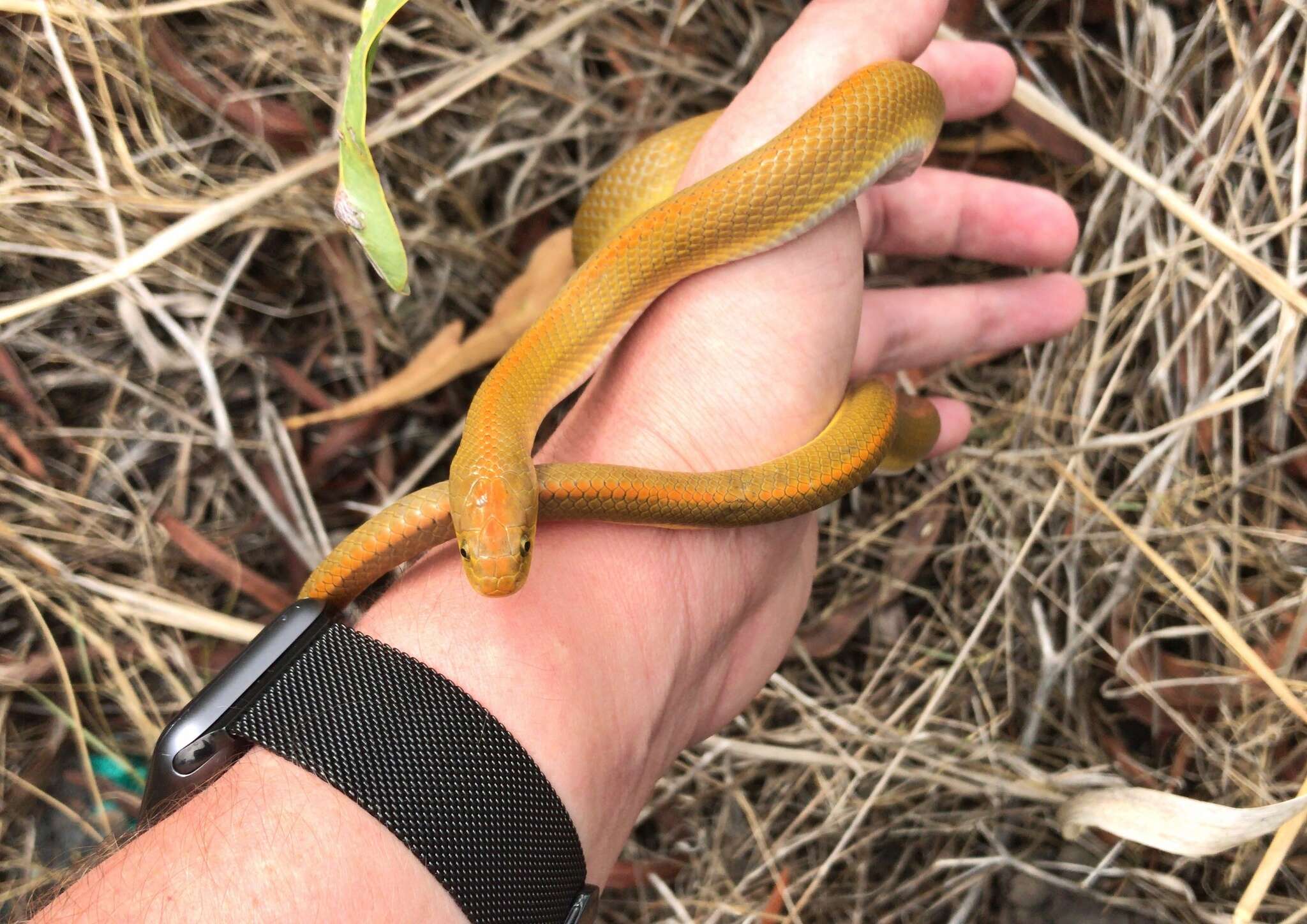 Image of Aurora House Snake