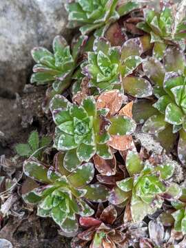 Image of Saxifraga marginata Sternb.