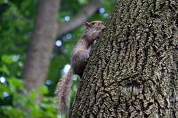 Image of Sciurus subgen. Sciurus Linnaeus 1758