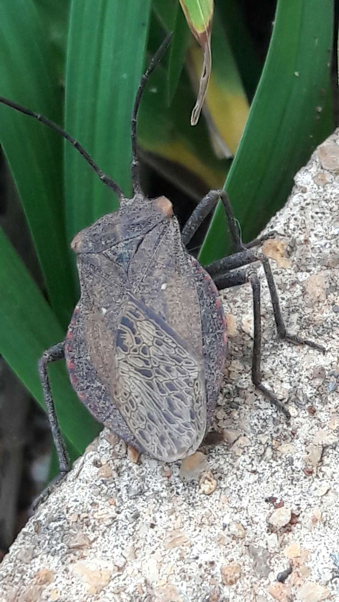 Image of Giant sweetpotato bug