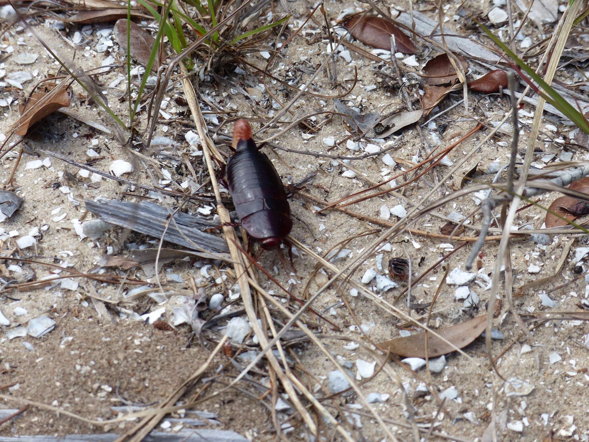 Image of Florida Woods Cockroach