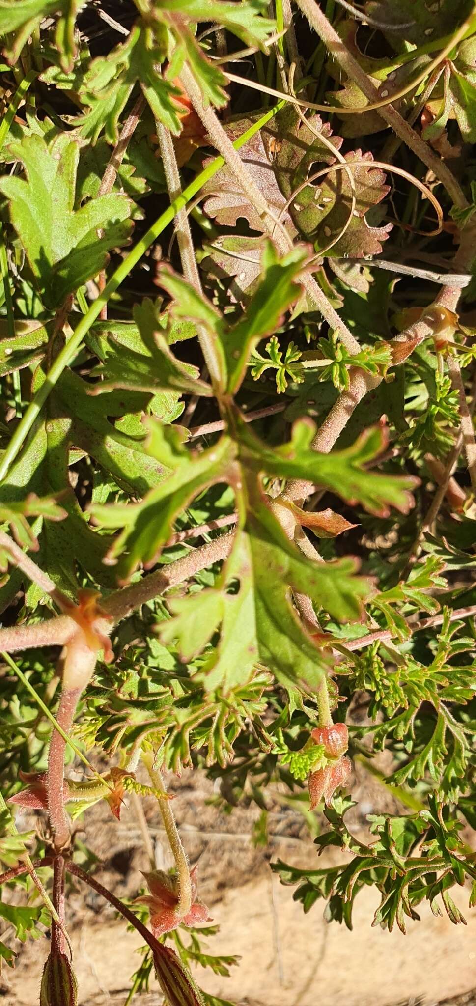 Image of Pelargonium longicaule Jacq.