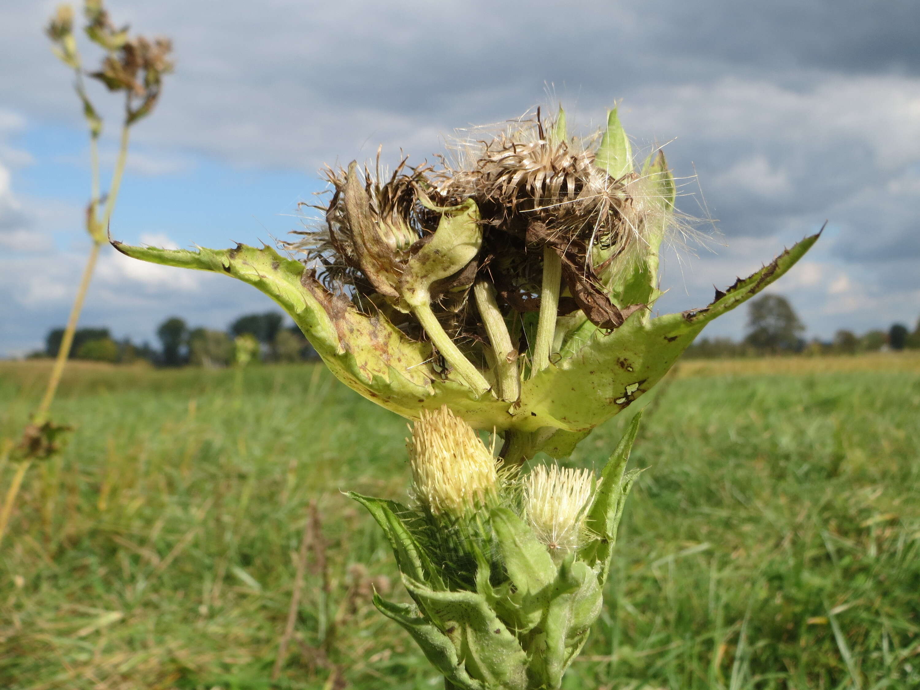 Image of Cabbage Thistle