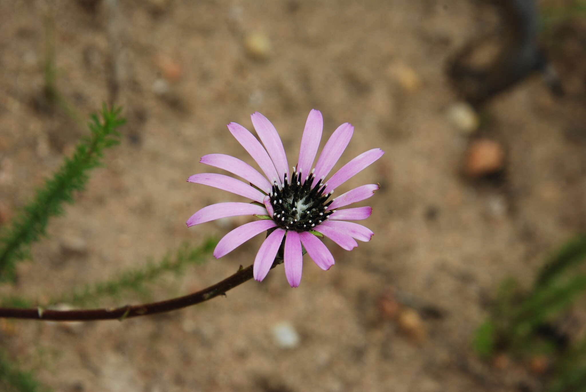 Imagem de Gerbera crocea (L.) Kuntze