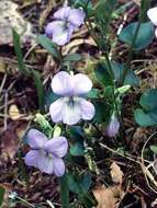 Image of common dog-violet