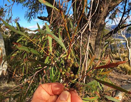 Слика од Eucalyptus amygdalina Labill.