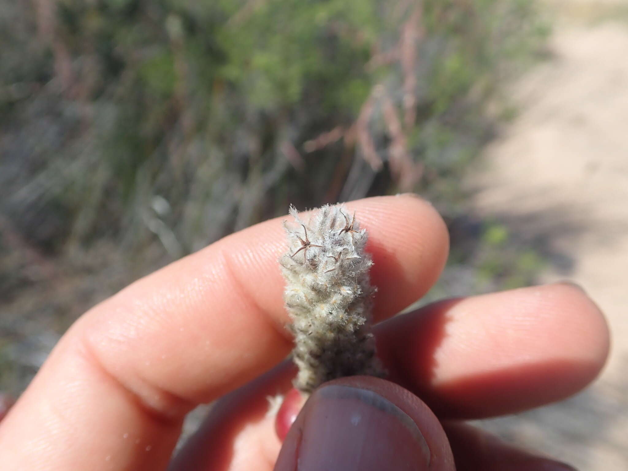 Image of Phylica cylindrica Wendl.