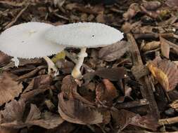 Image of Leucocoprinus cretaceus (Bull.) Locq. 1945