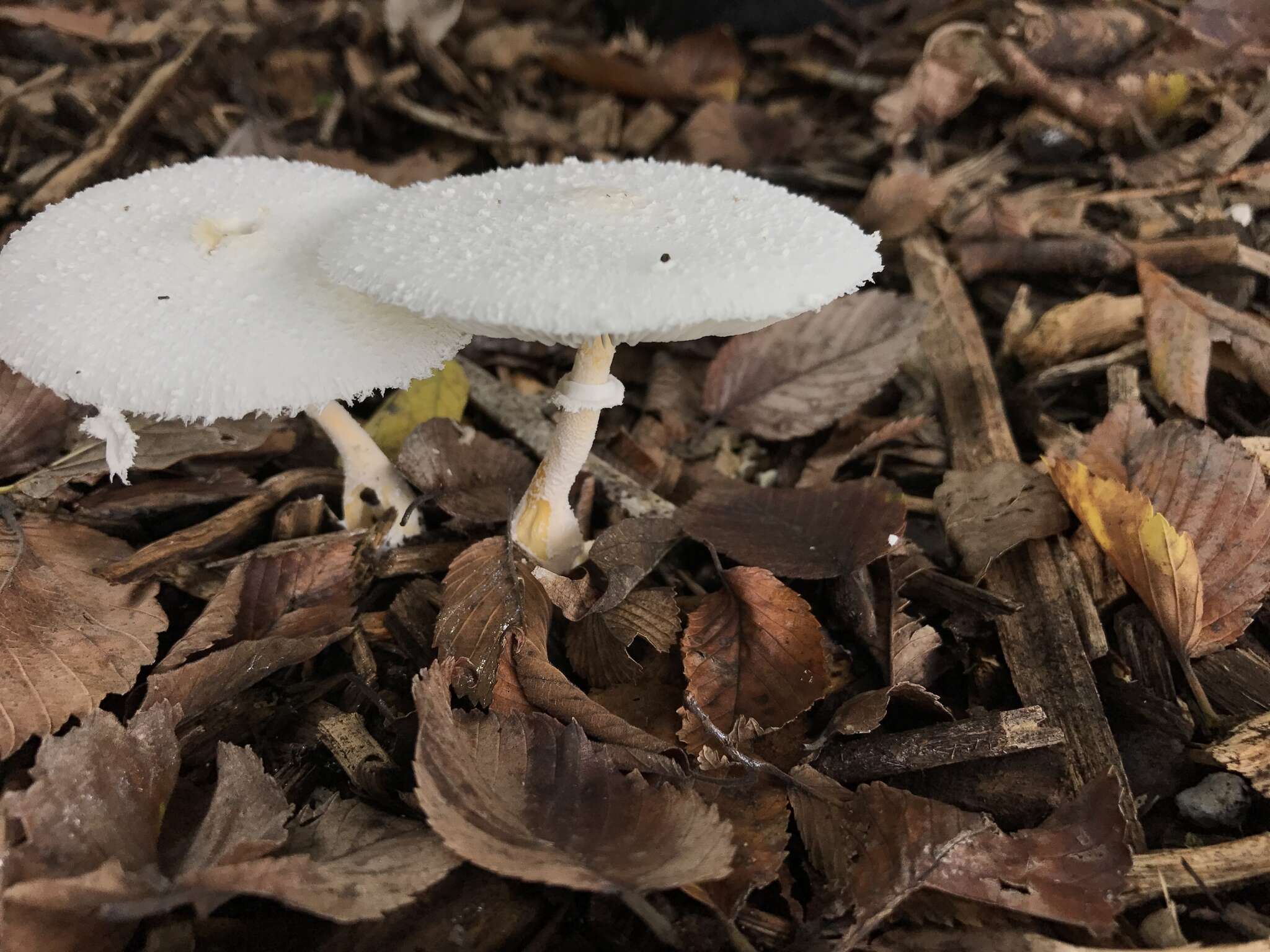 Leucocoprinus cretaceus (Bull.) Locq. 1945 resmi