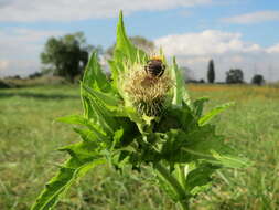 Image of Cabbage Thistle