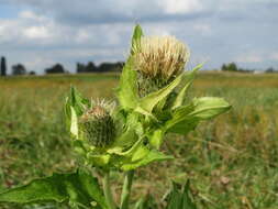 Image of Cabbage Thistle