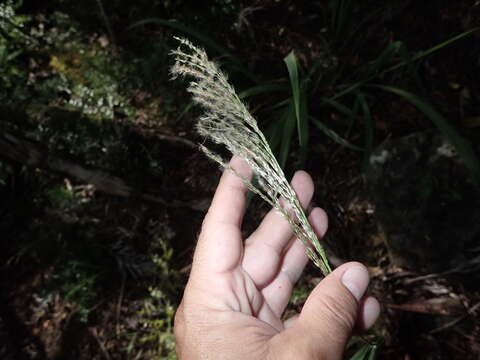 Image de Digitaria insularis (L.) Mez ex Ekman