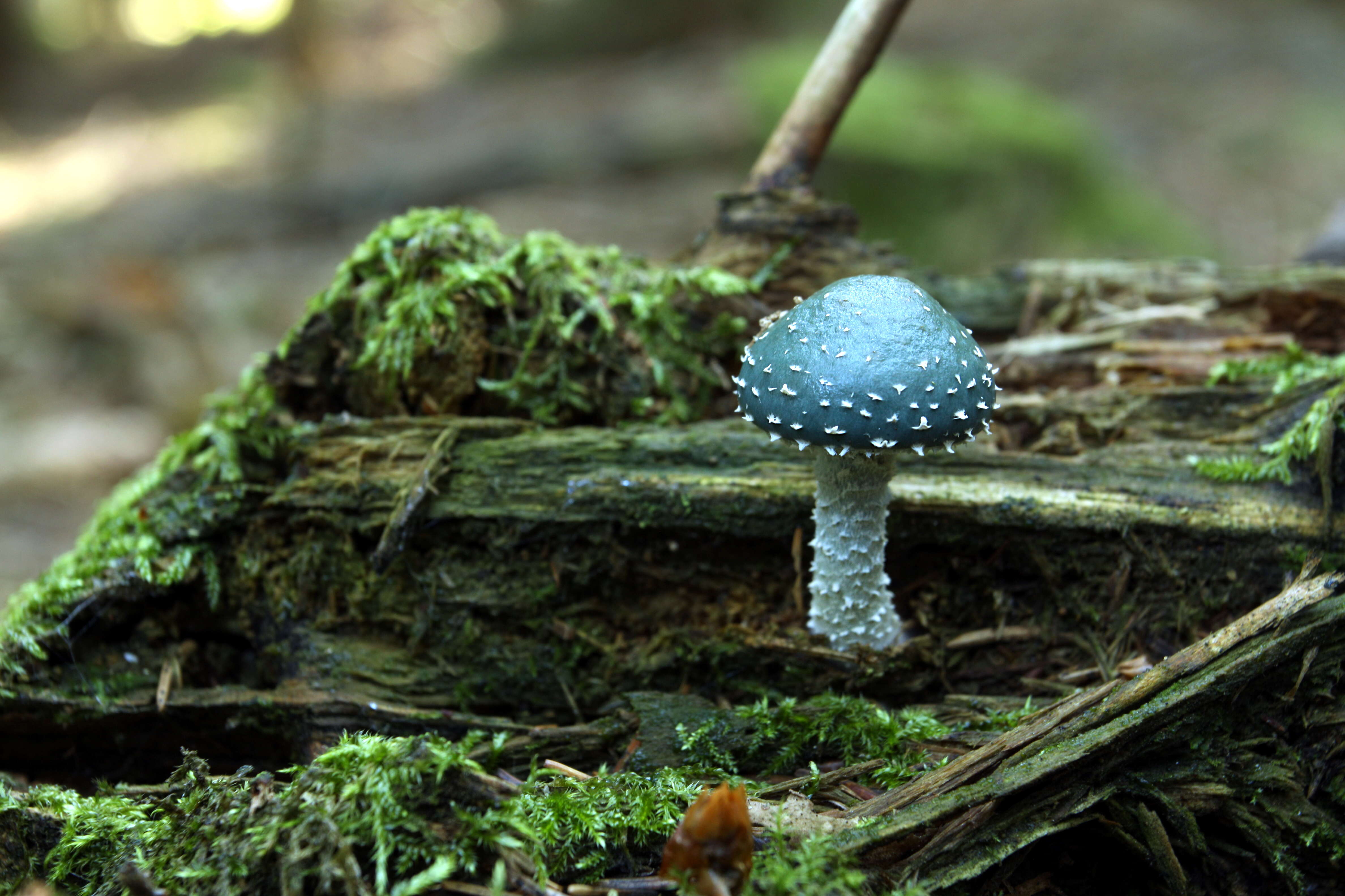 Image of verdigris agaric