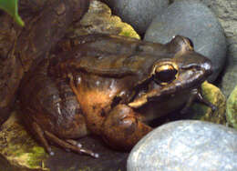 Слика од Leptodactylus fallax Müller 1926