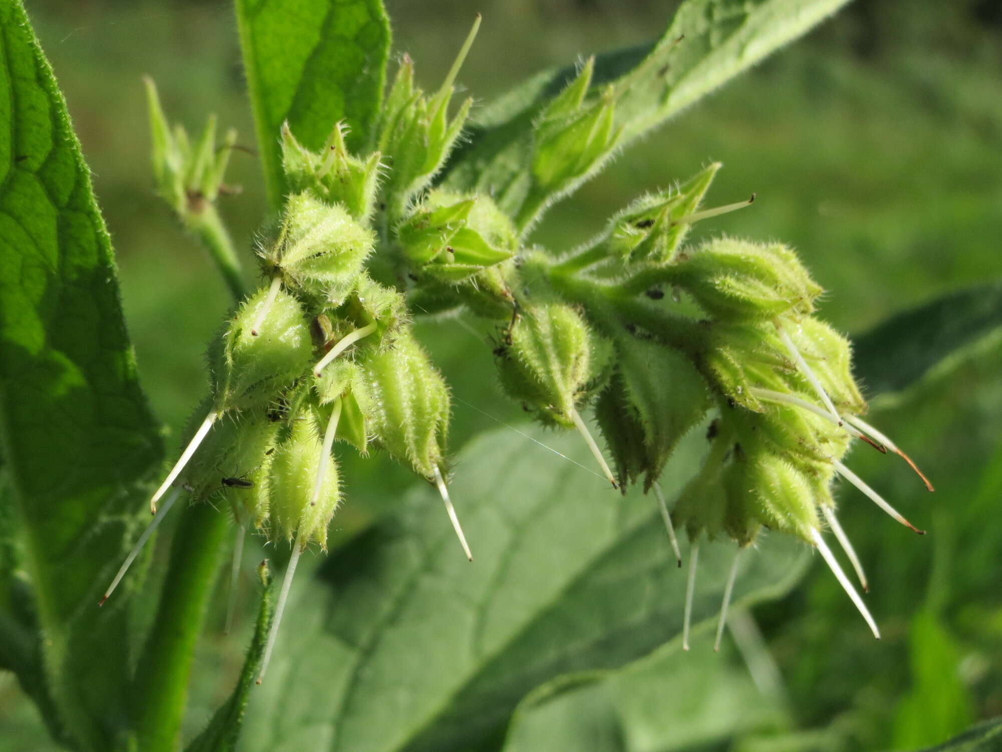 Image of boneset