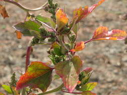 Imagem de Chenopodium album L.