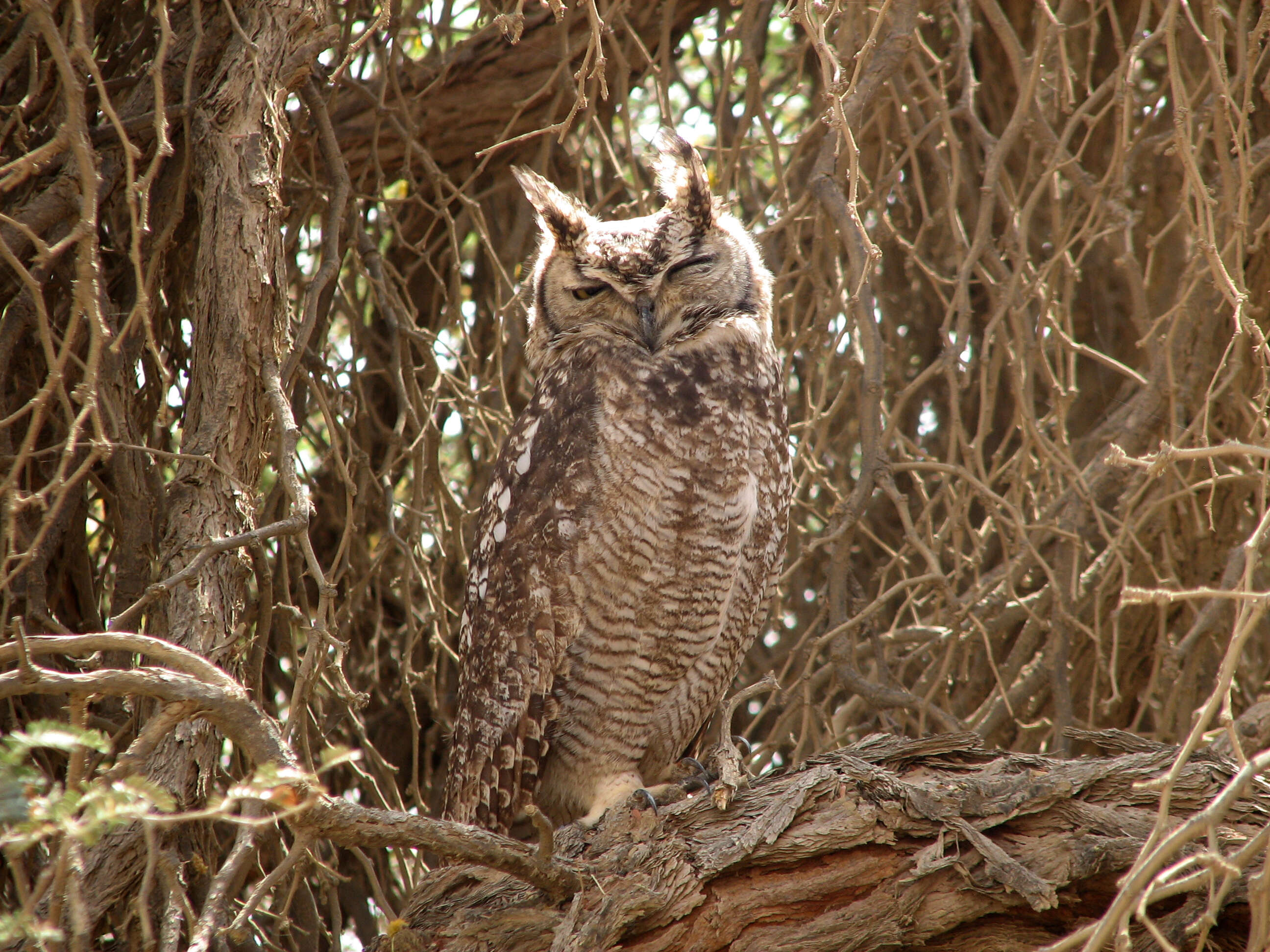 Image of Cape Eagle Owl