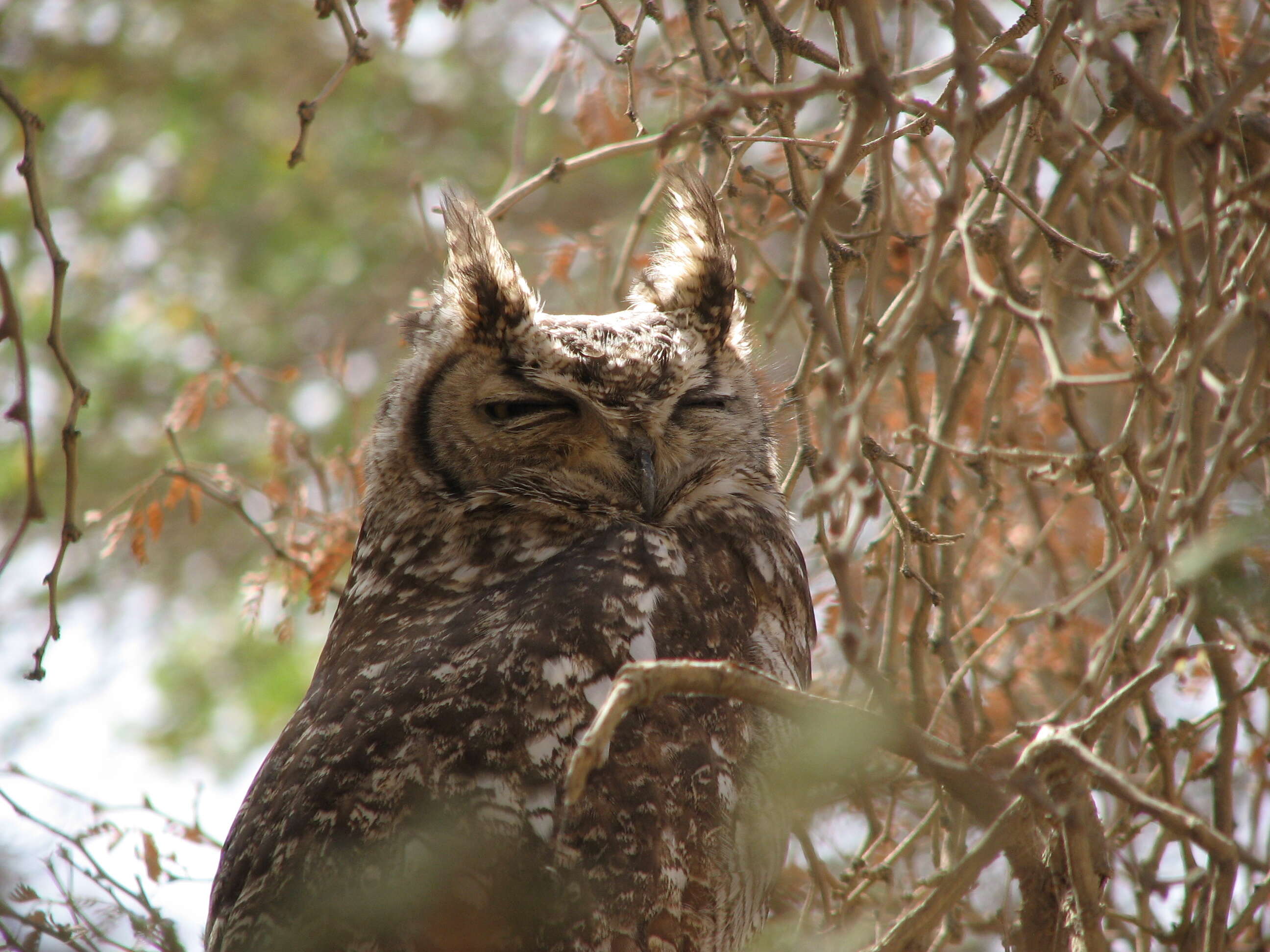 Plancia ëd Bubo capensis Smith & A 1834