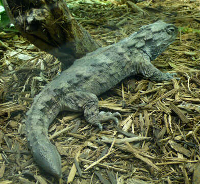 Image of Cook Strait Tuatara