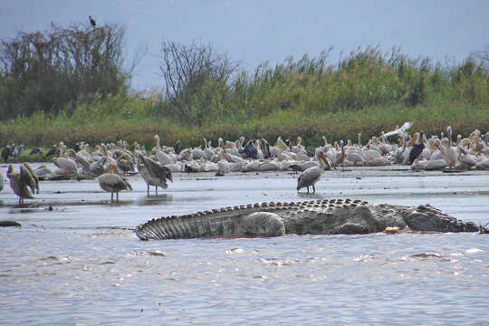 Image of Nile crocodile