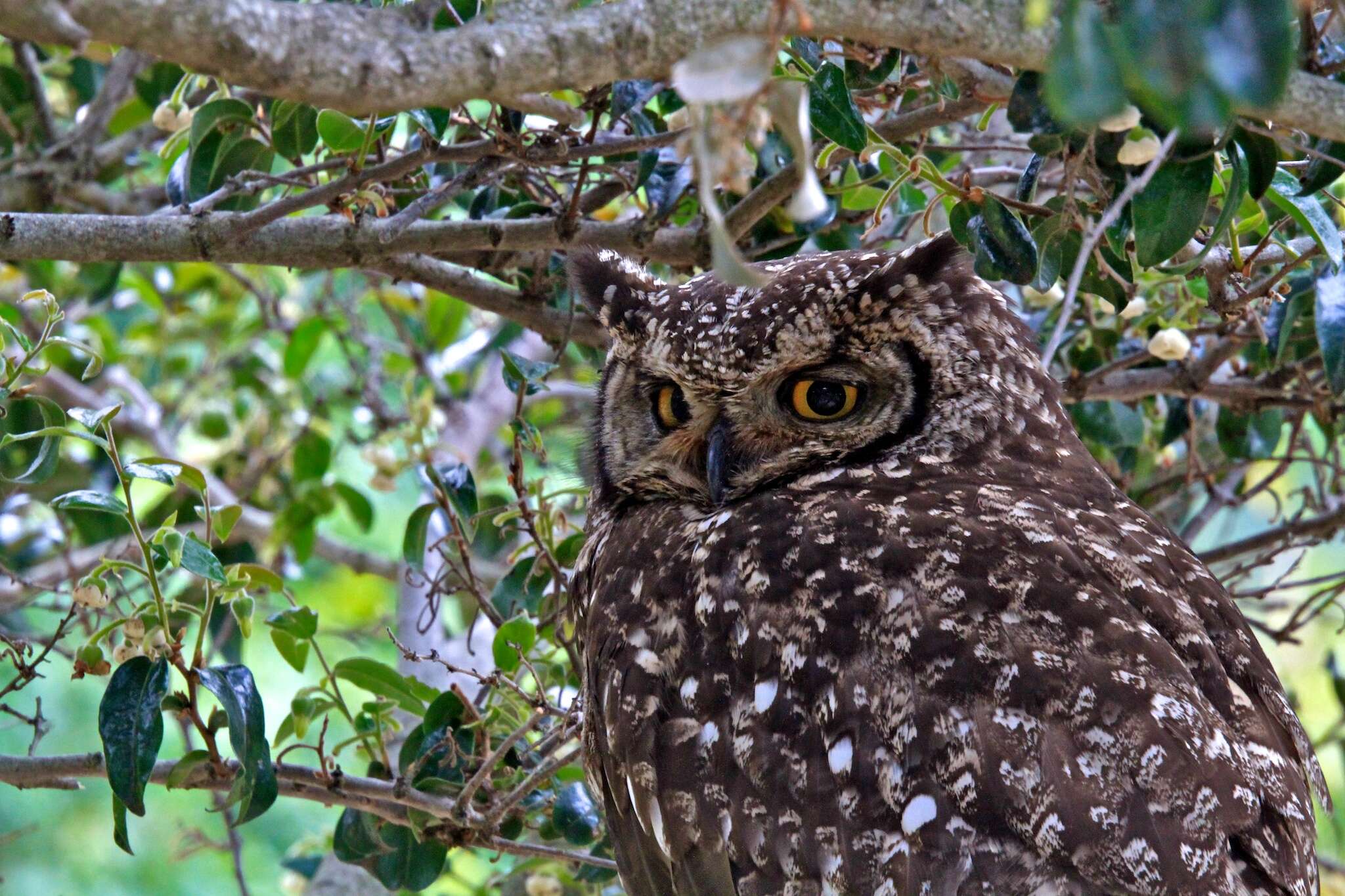 Plancia ëd Bubo capensis Smith & A 1834