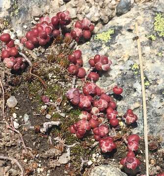 Image of Sedum brevifolium DC.