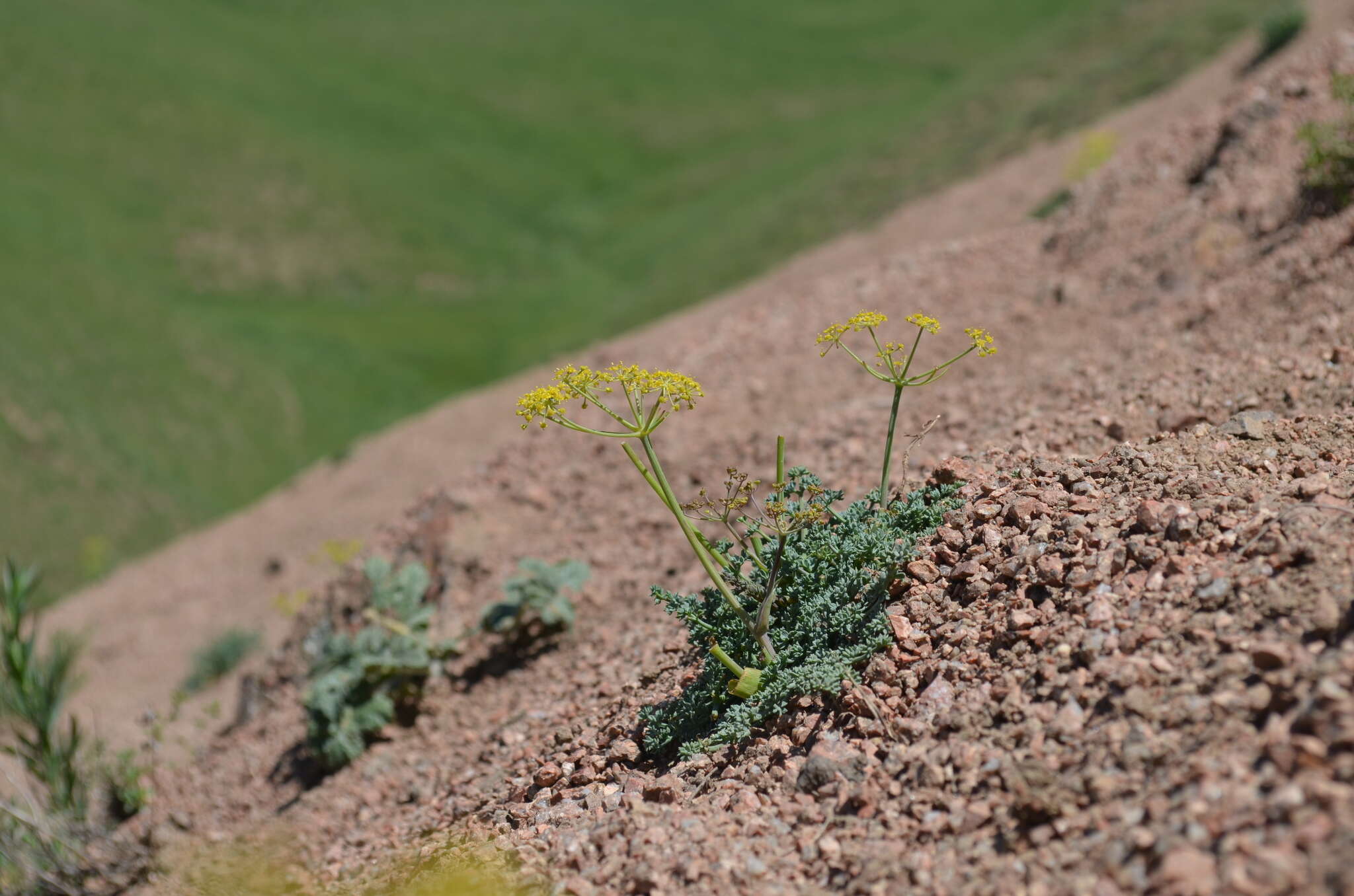 Ferula transiliensis (Herder) M. G. Pimenov resmi