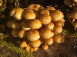 Pholiota squarrosa (Vahl) P. Kumm. 1871 resmi